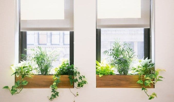 Plants on the windowsill