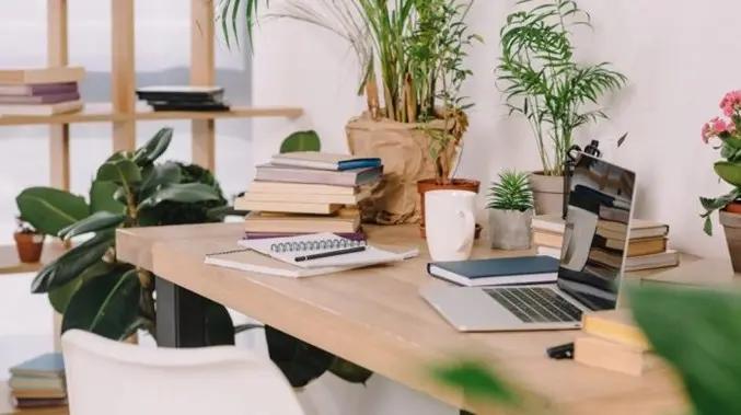 Plants on office space Plants on office space